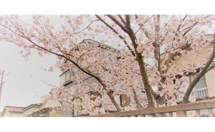 ヒューマンライフケア江戸川グループホーム 花見散歩