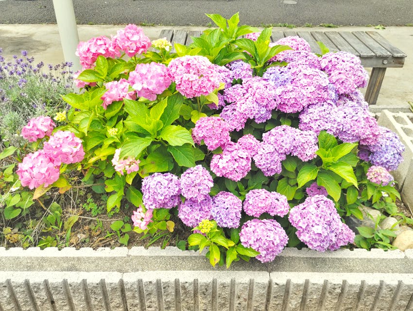 愛の家グループホーム山梨小原西 お花