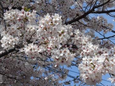 ツクイ・サンシャイン横浜戸塚 桜ドライブ