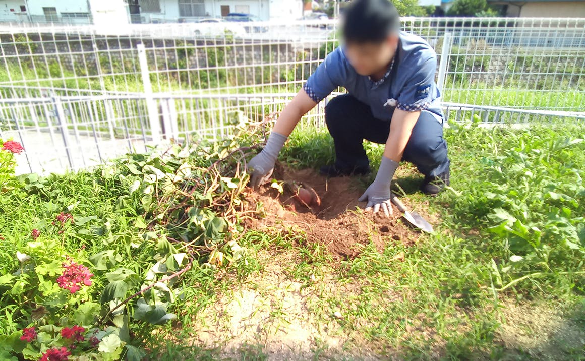 グループホームたのしい家西舞子 サツマイモの収穫