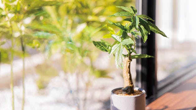 応援家族 福生 インテリア