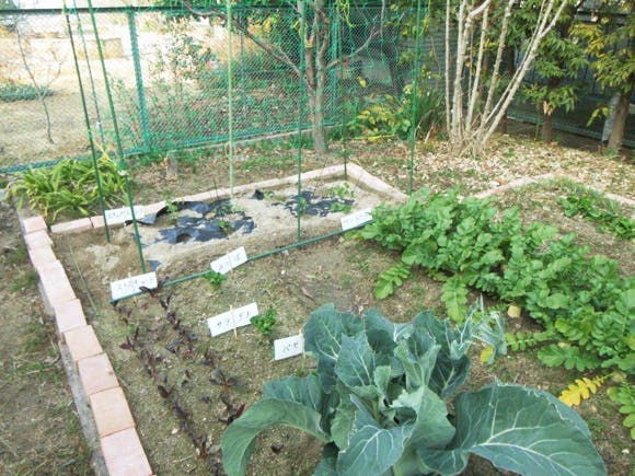 愛の家グループホーム刈谷野田 菜園