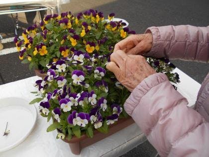 ツクイ・サンシャイン小田原 花がら摘み