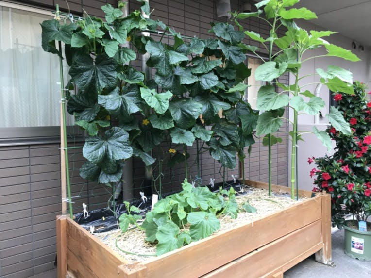 そんぽの家Ｓ城東天王田 家庭菜園