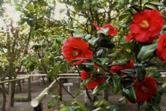 ケアヴィレッジ湘南茅ヶ崎 氷室椿庭園