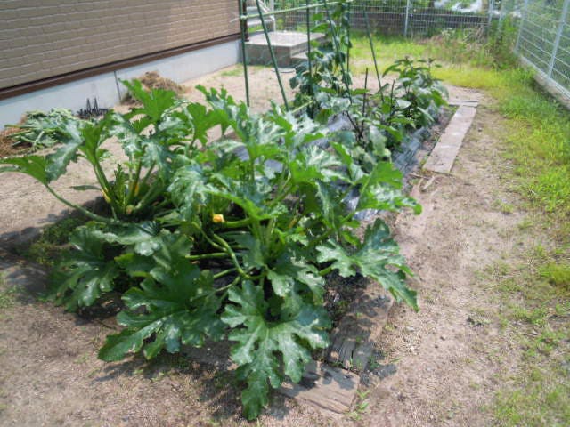 ニチイケアセンター東津田 菜園