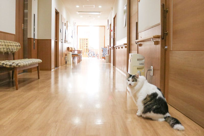 サービス付き高齢者向け住宅 八重の里 廊下