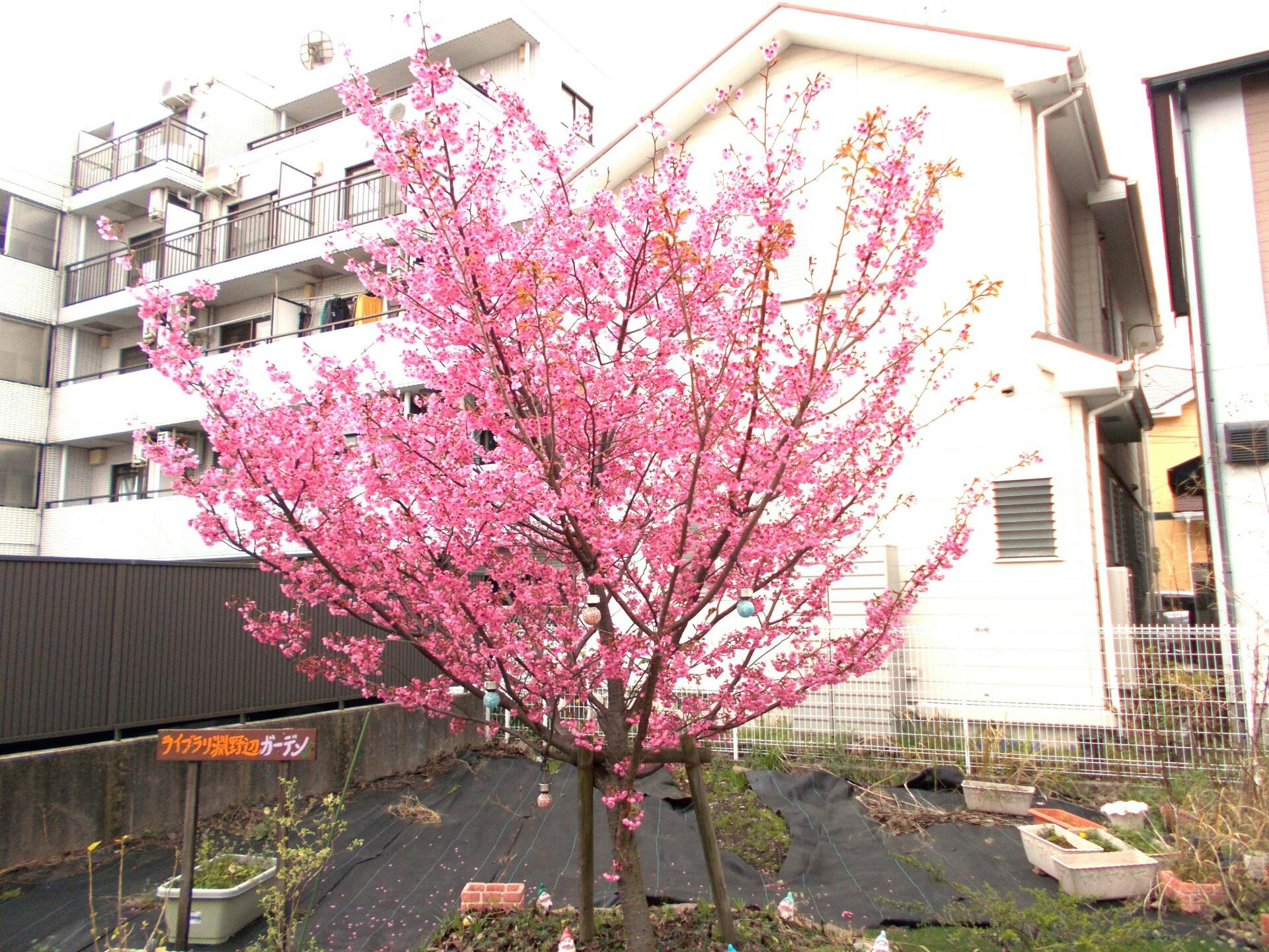 ライブラリ淵野辺 庭