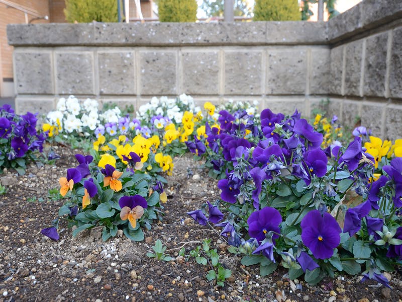 グループホームたのしい家江戸川 花壇