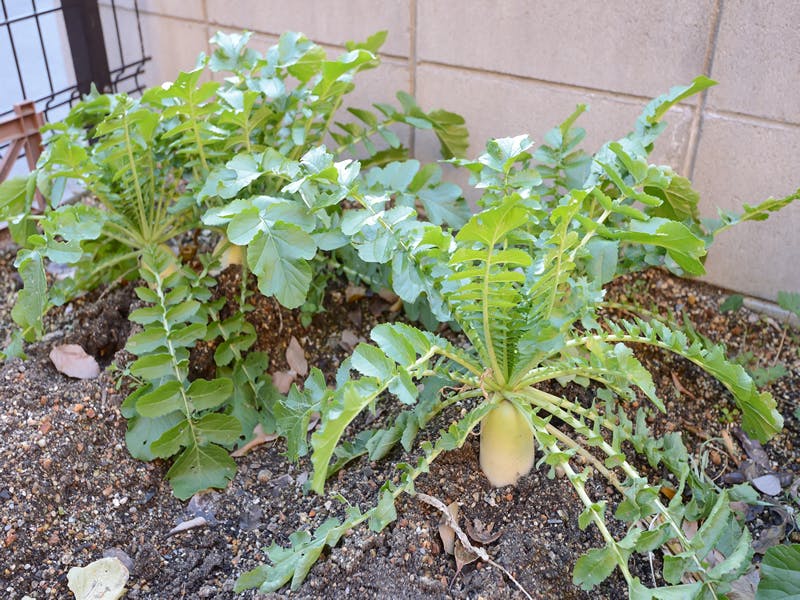 たのしい家西三荘 菜園