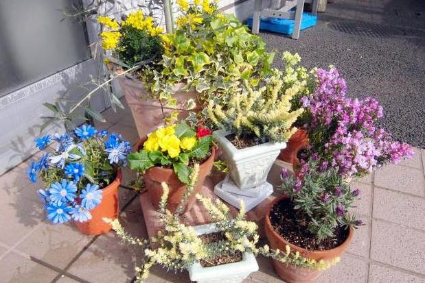まどかすずかけ台 玄関のお花