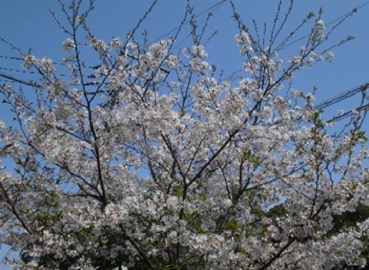 グループホームたのしい家七隈 お花見