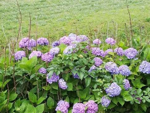 グループホームみんなの家・横浜宮沢2 あじさい