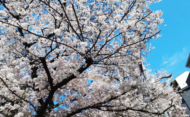 グループホームたのしい家西九条 お花見