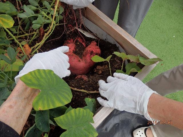 ルミエ市川 屋上菜園