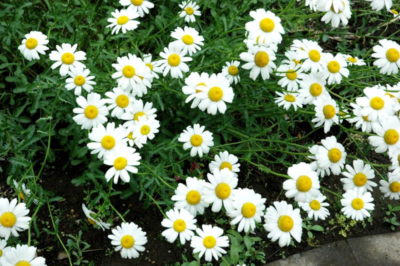 グループホームかおる 花壇