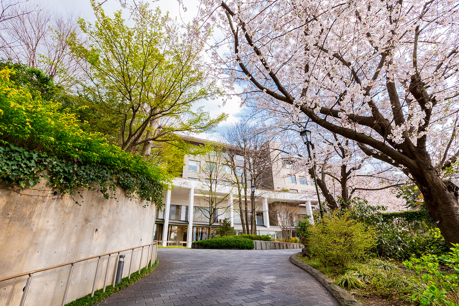ヒルデモア三渓園 桜のスロープ
