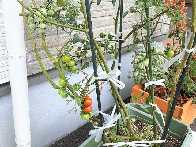 テイク・ケアたかつき西 家庭菜園