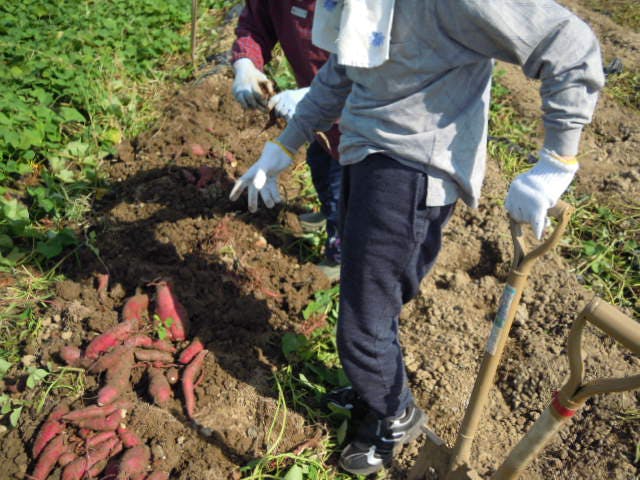 ニチイケアセンター東津田 サツマイモ