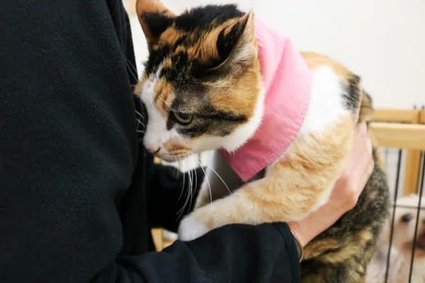 グループホーム愛の里・優の里 猫