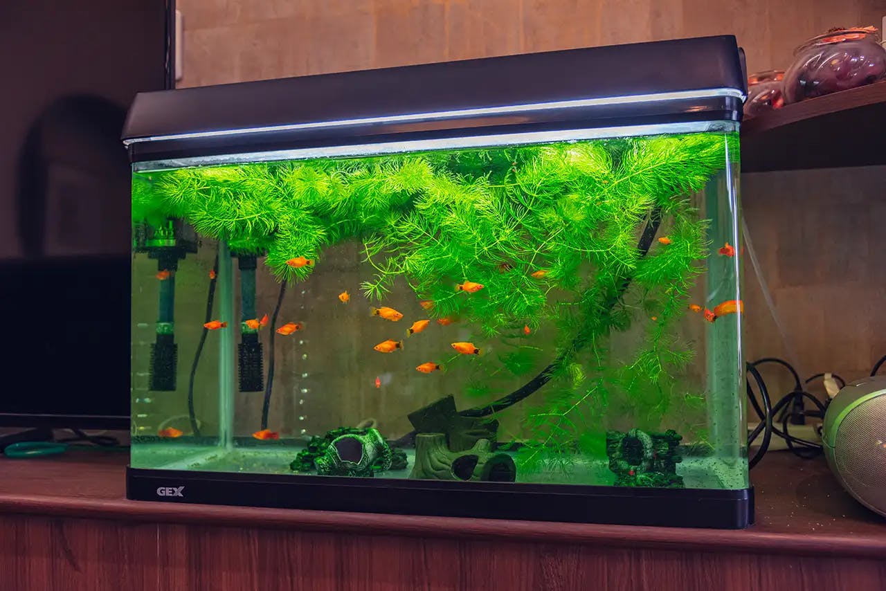 イリーゼ東岩槻 水槽