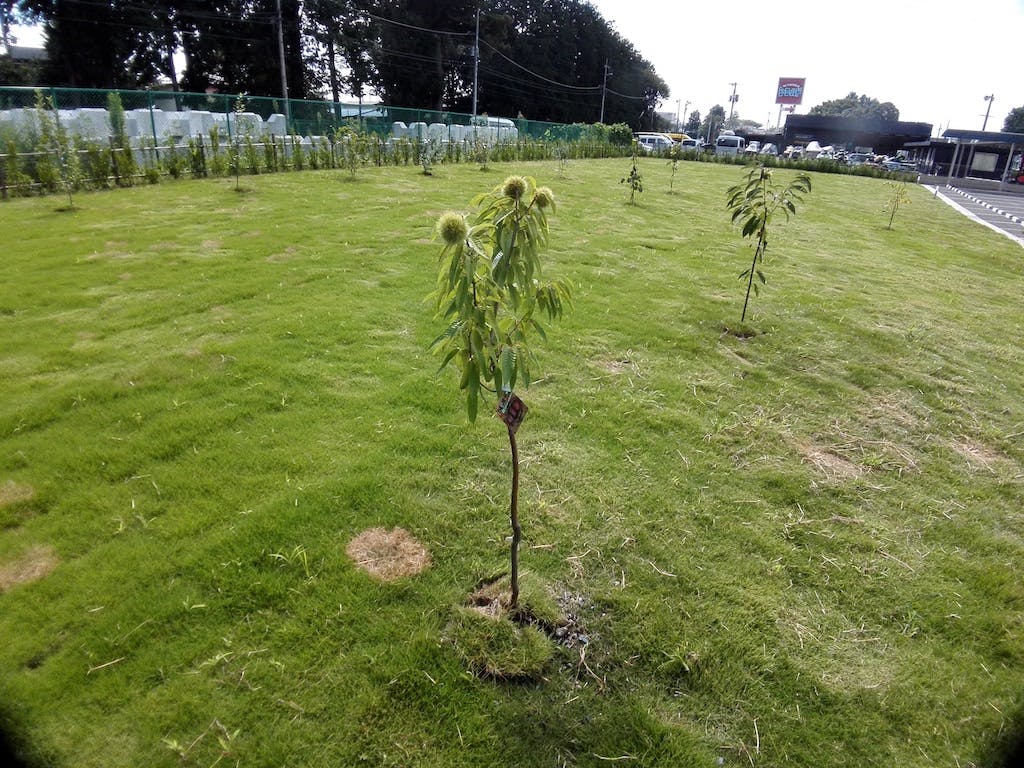 家族の家ひまわり宇都宮富屋 果樹園