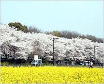 ハーウィル大宮土呂 別館 市民の森