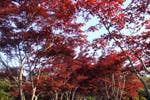 ベストライフ札幌清田 紅葉狩りツアー