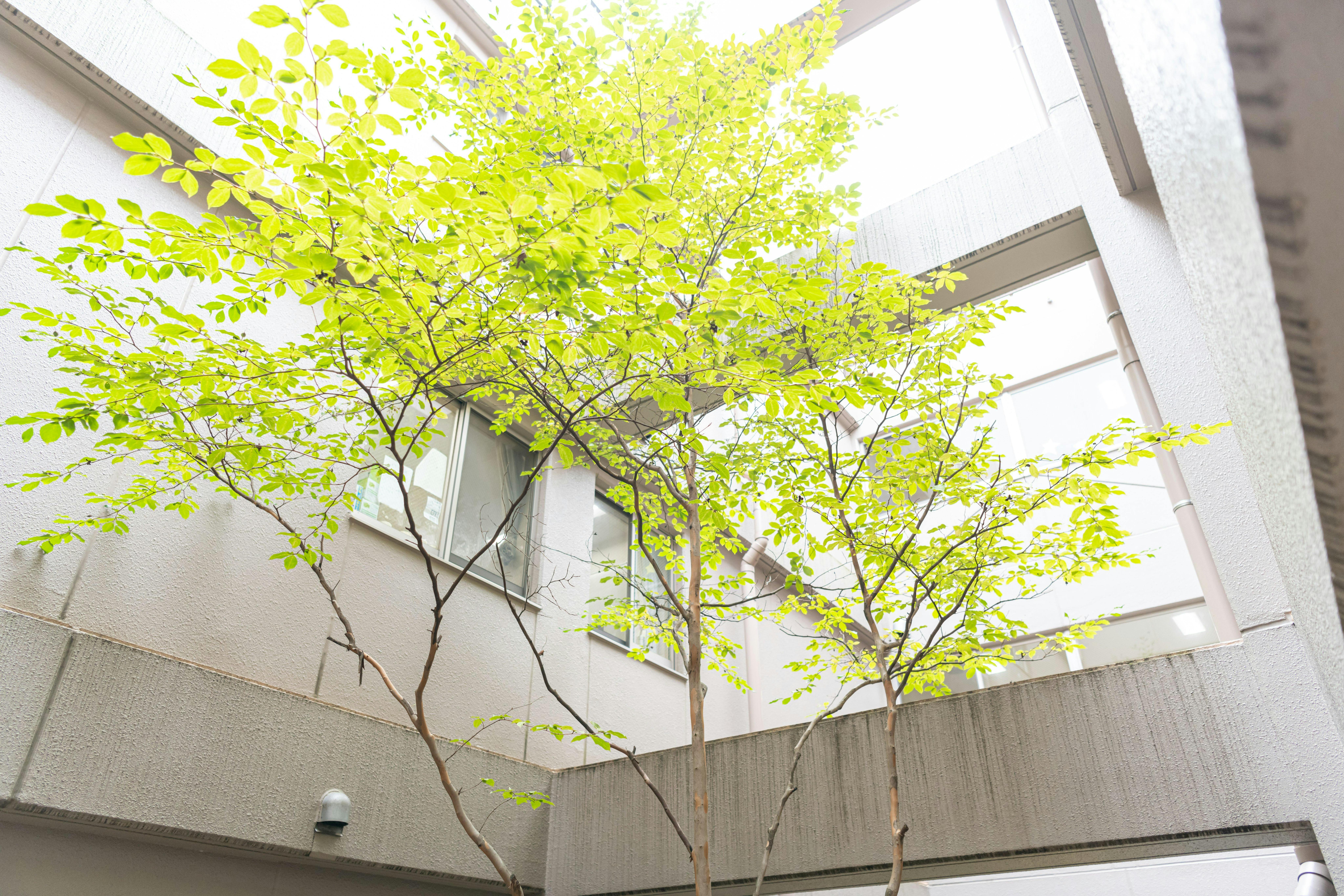 イリーゼ八王子 中庭