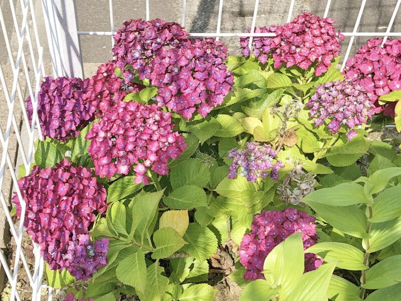 愛の家グループホーム仙台燕沢 花壇