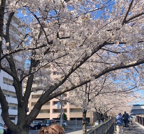 ニチイホーム西葛西 お花見