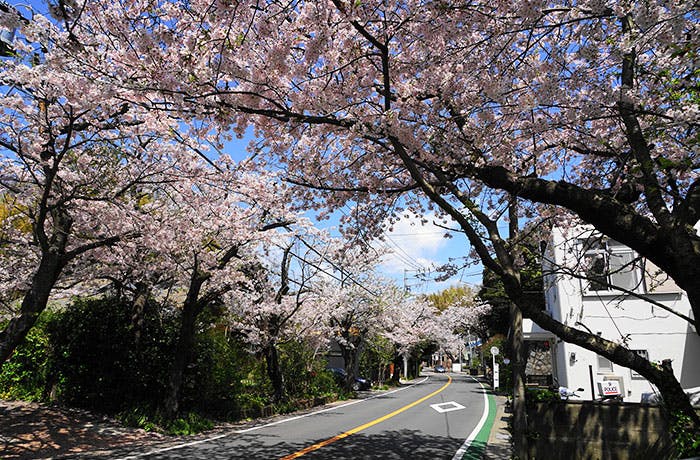 チャームプレミア鎌倉山 鎌倉山さくら道
