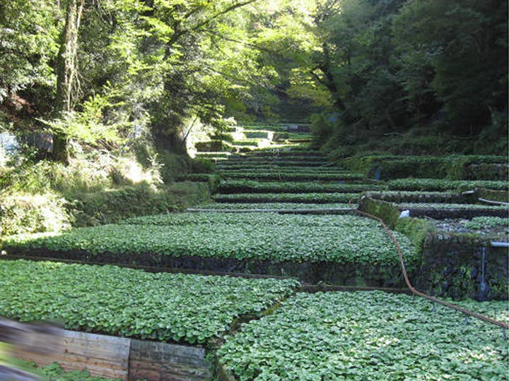 ブランシエール友だち村 筏場のワサビ田