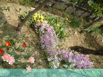 ベストライフたま 花壇