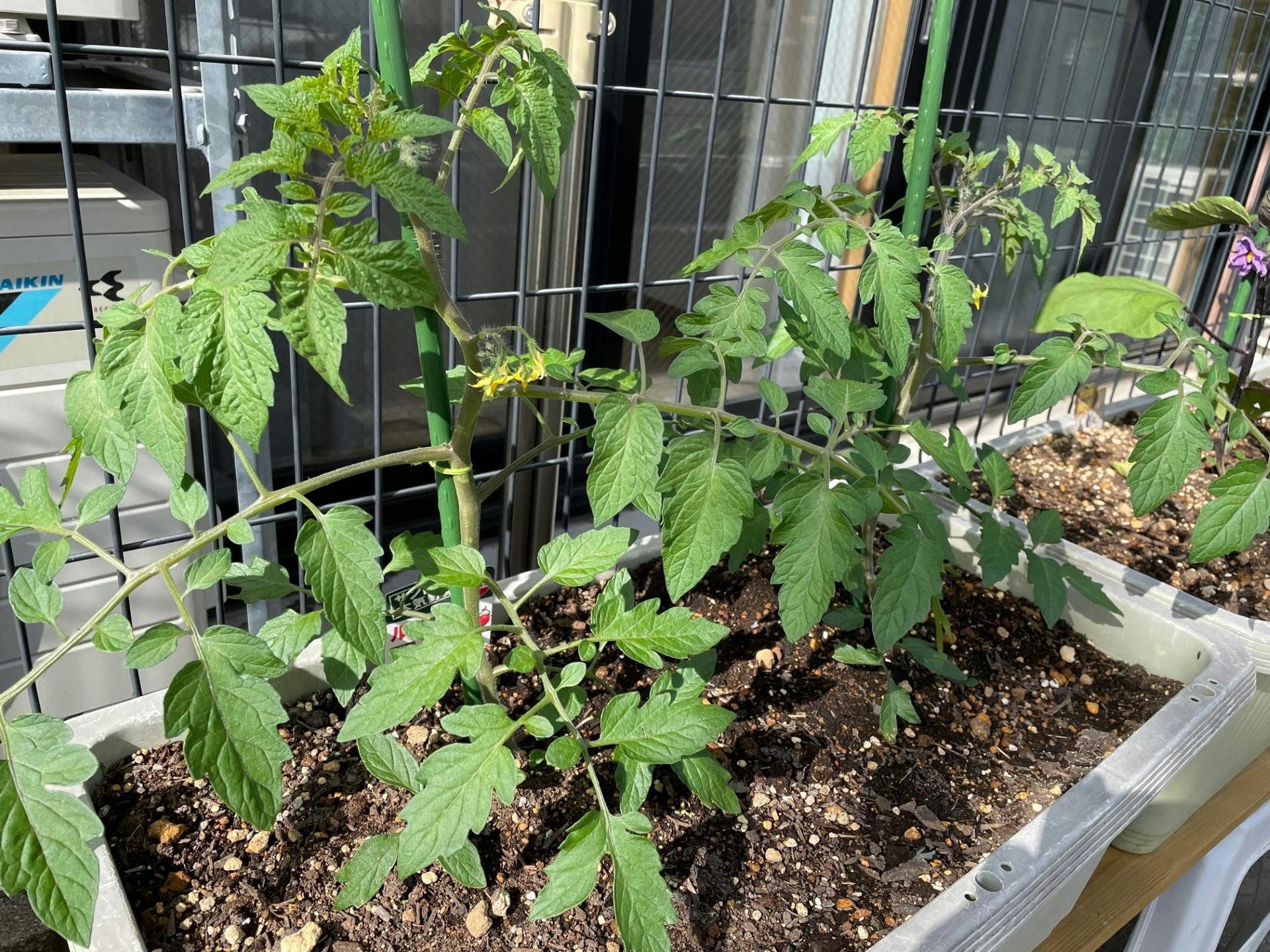 ニチイケアセンター一之江 菜園