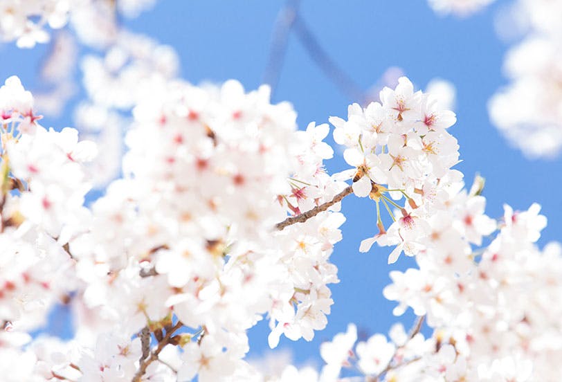 リッチランド豊南郷 桜の鑑賞