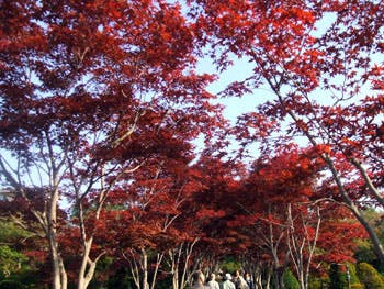 ベストライフ札幌清田 紅葉狩りツアー