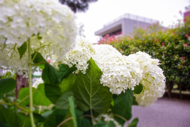 ライフコミューン深大寺 花