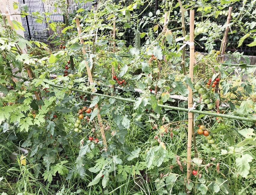 愛の家グループホーム秦野大けやき 菜園