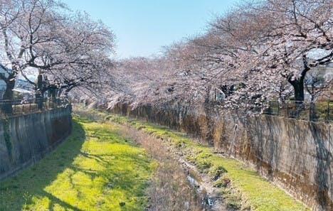 そんぽの家Ｓ武蔵砂川 桜並木