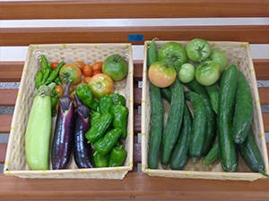 グッドタイムホーム16・春日公園 野菜の収穫