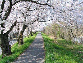 ベストライフ岐阜 桜並木