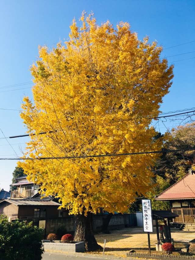 介護付有料老人ホームみんなの家・南中野 大イチョウ