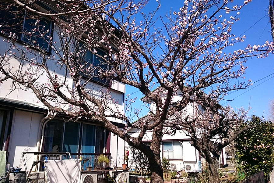 住宅型有料老人ホームハピネス 外観