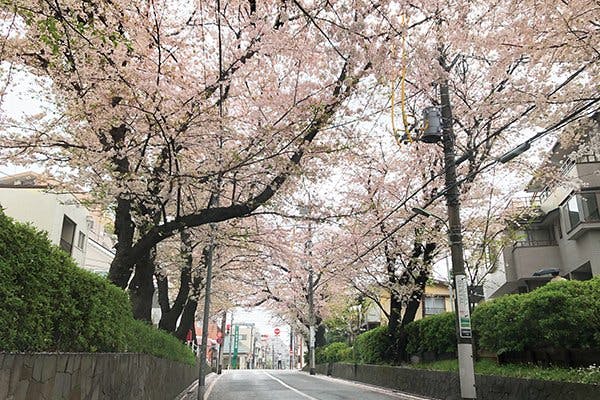 グランフォレスト田園調布 桜坂