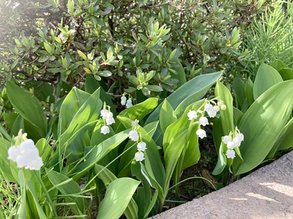グループホームみんなの家・春日部やなか 花壇