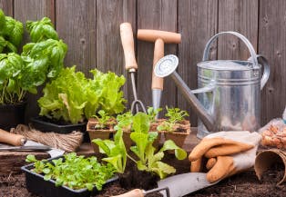 みかちゃんの家 家庭菜園