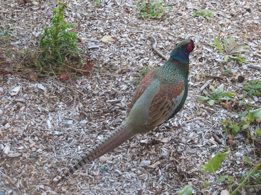 ウェルシニアホーム 雉