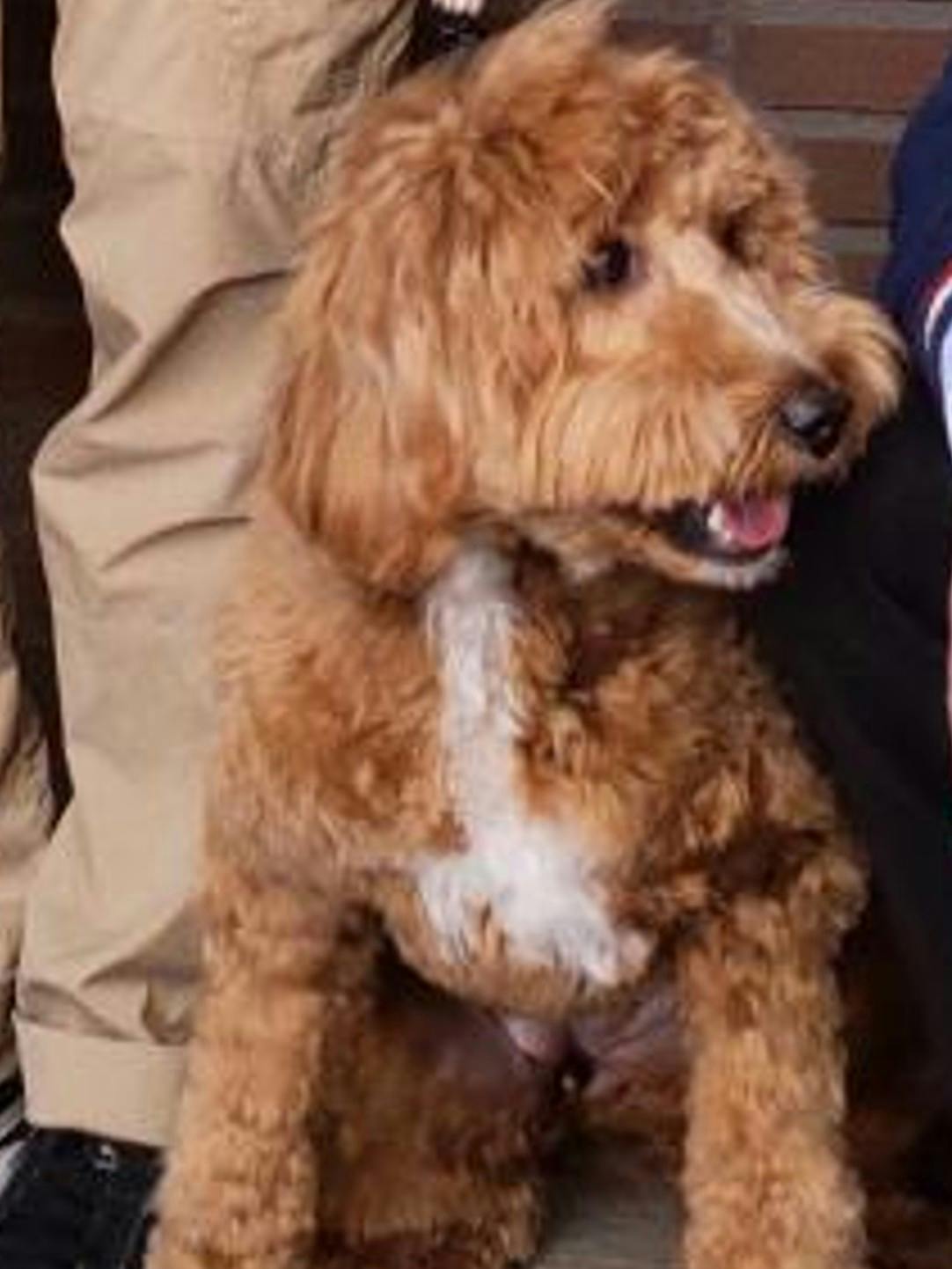 ニチイホーム鷺ノ宮 セラピー犬デメル