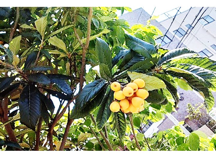 グループホームたのしい家江戸川 家庭菜園